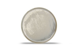 [VE604402] Assiette Ø22,5cm Usko